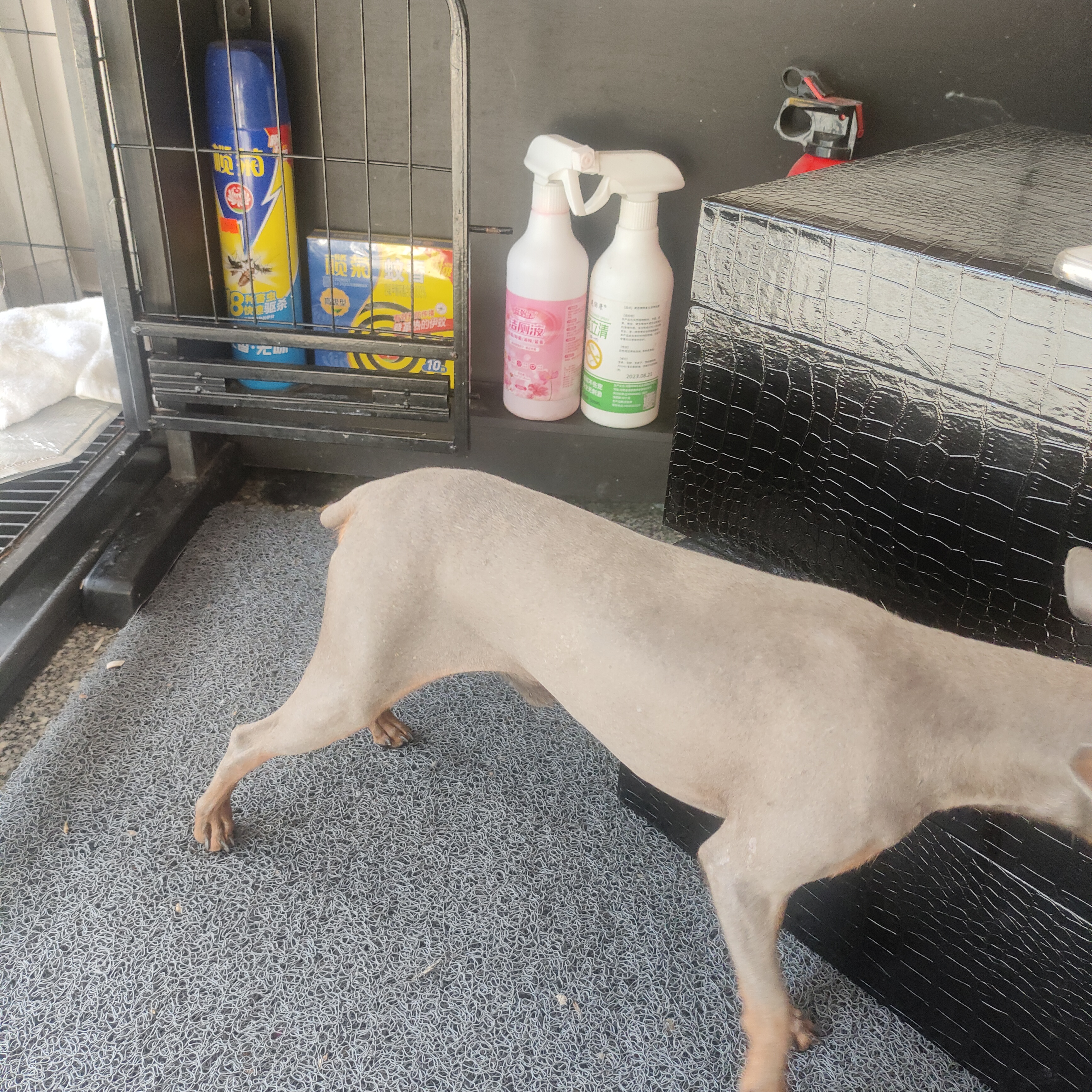 纯种小鹿犬蓝鹿，好品相公狗，品相好，小体型